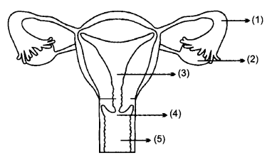CBSE Previous Year Question Papers Class 10 Science 2019 Delhi Set I Q18