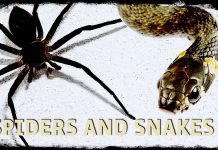 Afraid of Spiders and Snakes? It Isn’t Uncommon Being a Human Afraid of Spiders and Snakes It Isnt Uncommon Being a Human