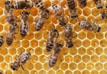 Controversial Pesticide Called Neonicotinoids are Found in 75% of Honey Samples Controversial Pesticide Called Neonicotinoids are Found in 75% of Honey Samples