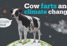 Cow Fats Are Contributing to Global Warming Cow Fats Are Contributing to Global Warming