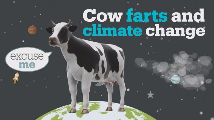 Cow Fats Are Contributing to Global Warming Cow Fats Are Contributing to Global Warming