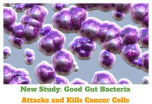 New Study: Good Gut Bacteria Attacks and Kills Cancer Cells New Study Good Gut Bacteria Attacks and Kills Cancer Cells