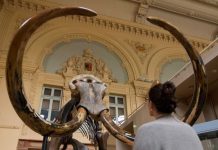 10000 Years Woolly Mammoth Skeleton Sold For $645000 In France 10000 Years Woolly Mammoth Skeleton Sold For $645000 In France