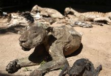 A Dinosaur Like Creature Preserved Partially Found in Uttarakhand, India A Dinosaur Like Creature Preserved Partially Found in Uttarakhand, India