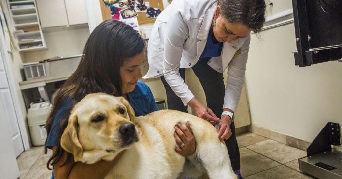 Flu can affect your pet save it with a vaccination Flu can affect your pet save it with a vaccination