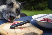 Recent report: Keep your pets away from raw meat Recent report: Keep your pets away from raw meat