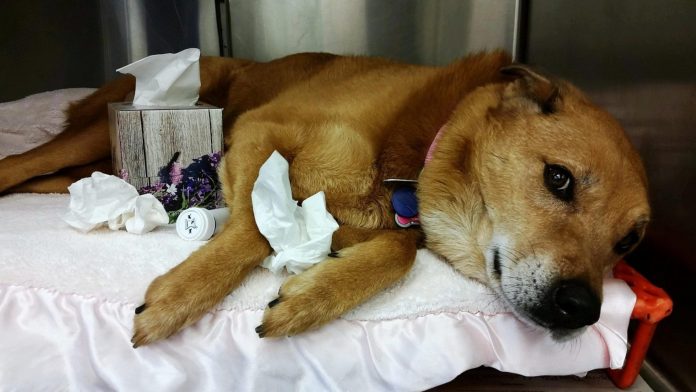 Save your pets from flu vaccination in this contagious disease Save your pets from flu vaccination in this contagious disease