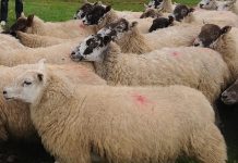 Human-sheep hybrids can cure diabetes and grow organs for transplant – Scientists Human-sheep hybrids can cure diabetes and grow organs for transplant – Scientists