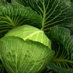 Beauty and Health with Cabbage