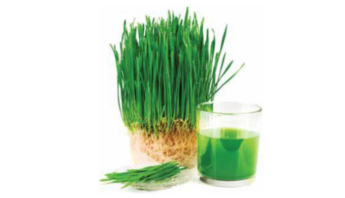Health and Vitality with Wheat Grass