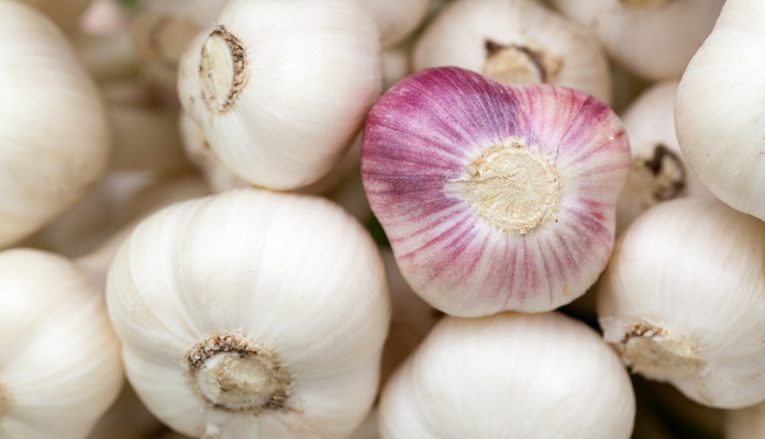 What Makes Garlic Great