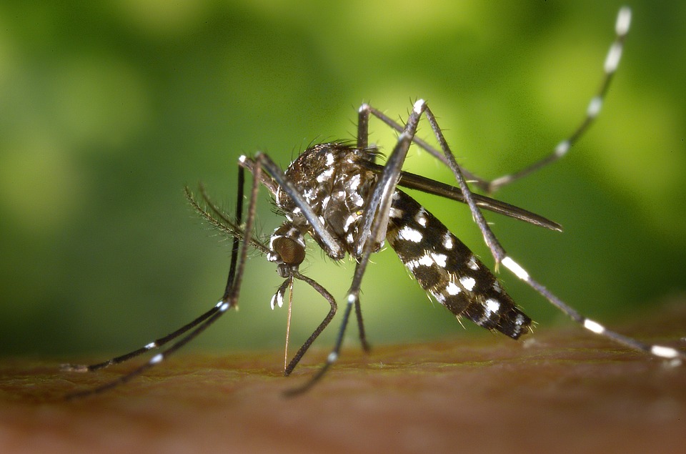 Dengue Fever Prevention Tips