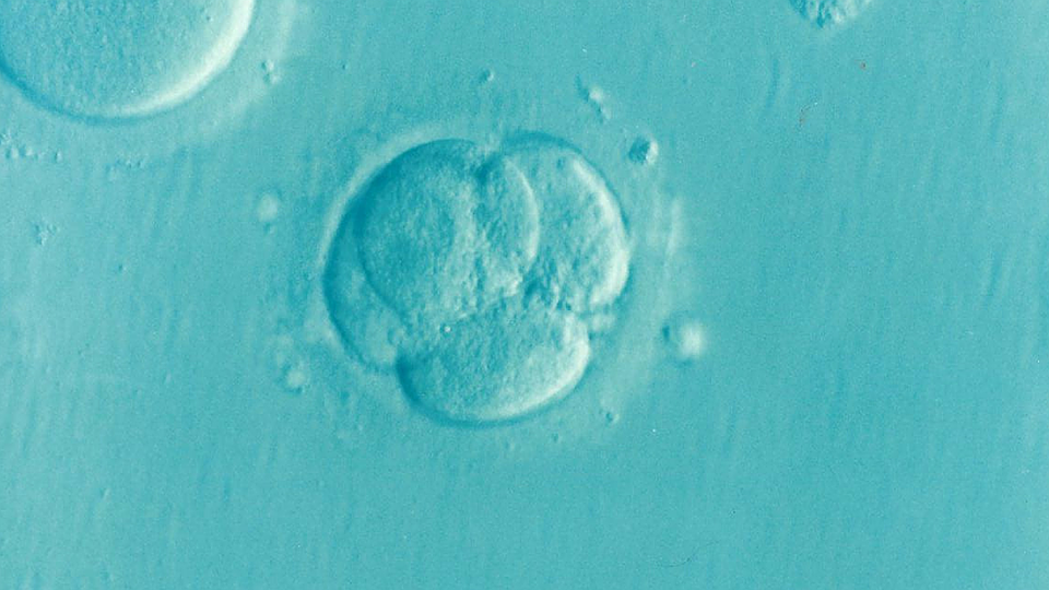 Here’s How IVF Helps Get Rid Of The Risk Of Transmitting Genetic Disorders
