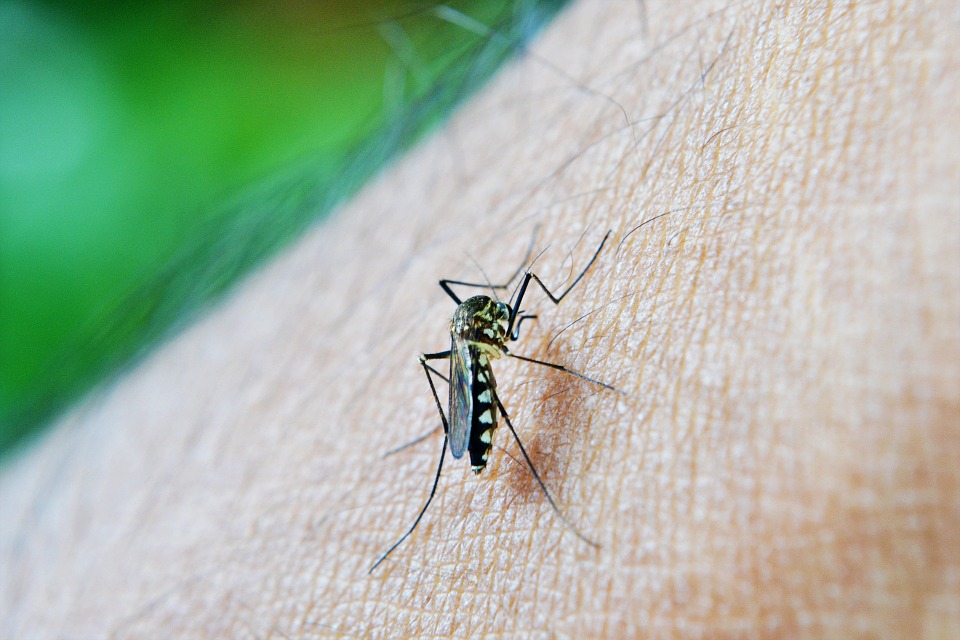 How Officials in different States are testing for dengue to combat spike in cases