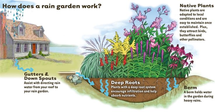 How does a Rain Garden Work