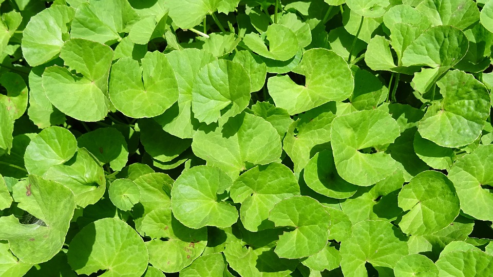 16 Proven Health Benefits Of Brahmi For The Brain And The Body