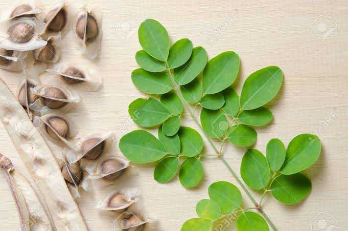 The Nutritive Powers Of Moringa Oleifera Leaves