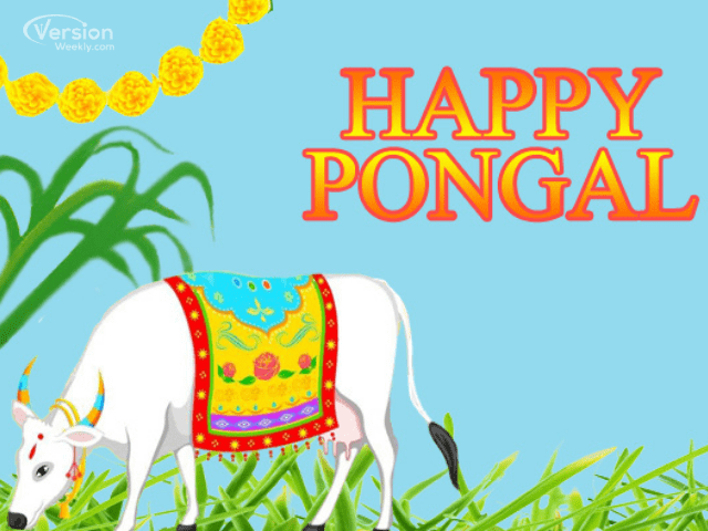 happy Pongal wishes messages