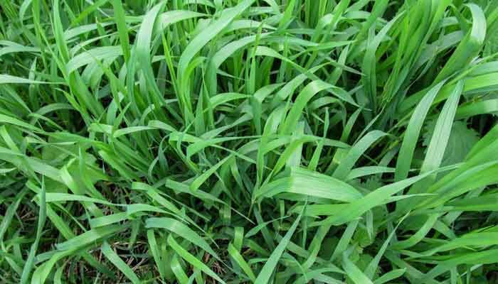 The Importance of Durva Grass in Our Country