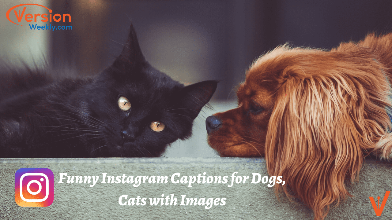 Funny Animal Images with IG Captions for Dogs and Cats