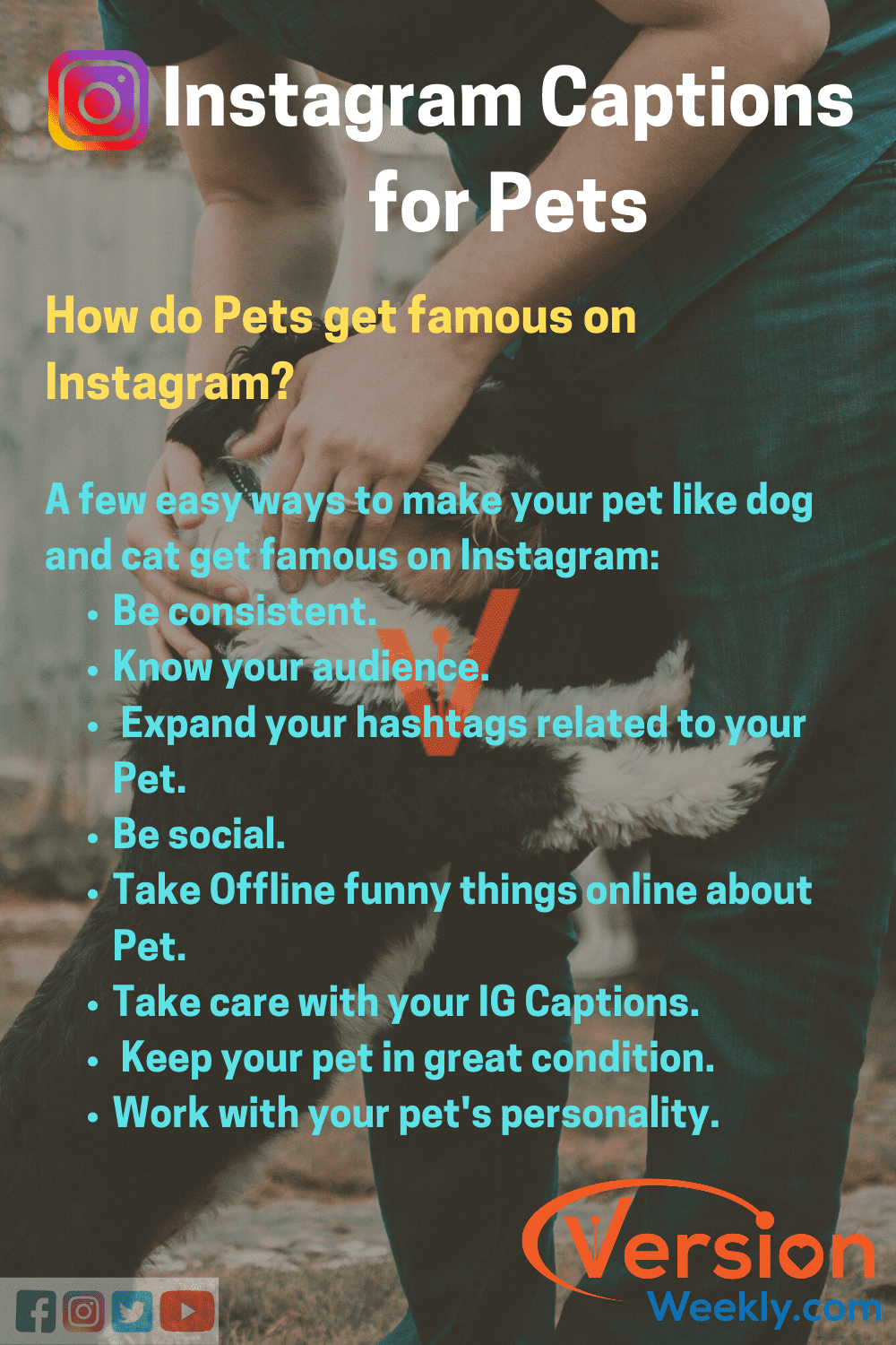 Instagram Captions for Pets