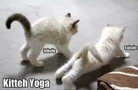kitty excercise image with caption