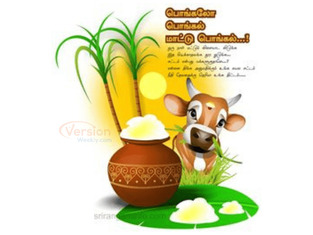 Thai Pongal Wishes Images in Tamil