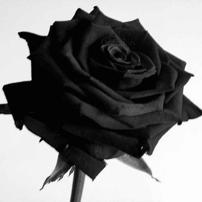 beautiful black rose dp for whatsapp