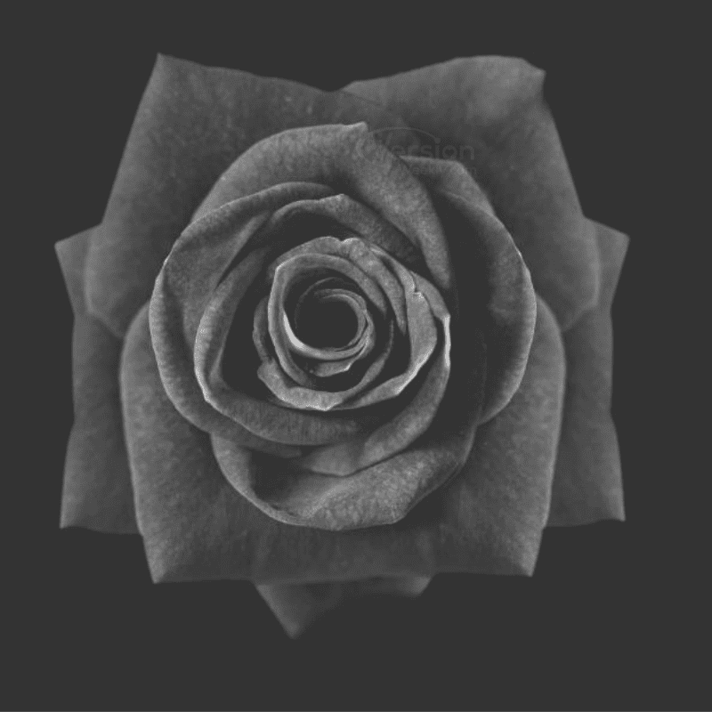 black background black rose dp for whatsapp