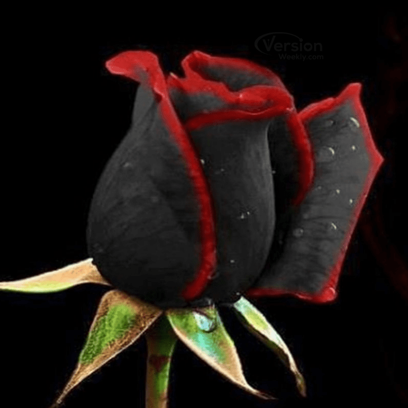 black rose flower dp for whatsapp