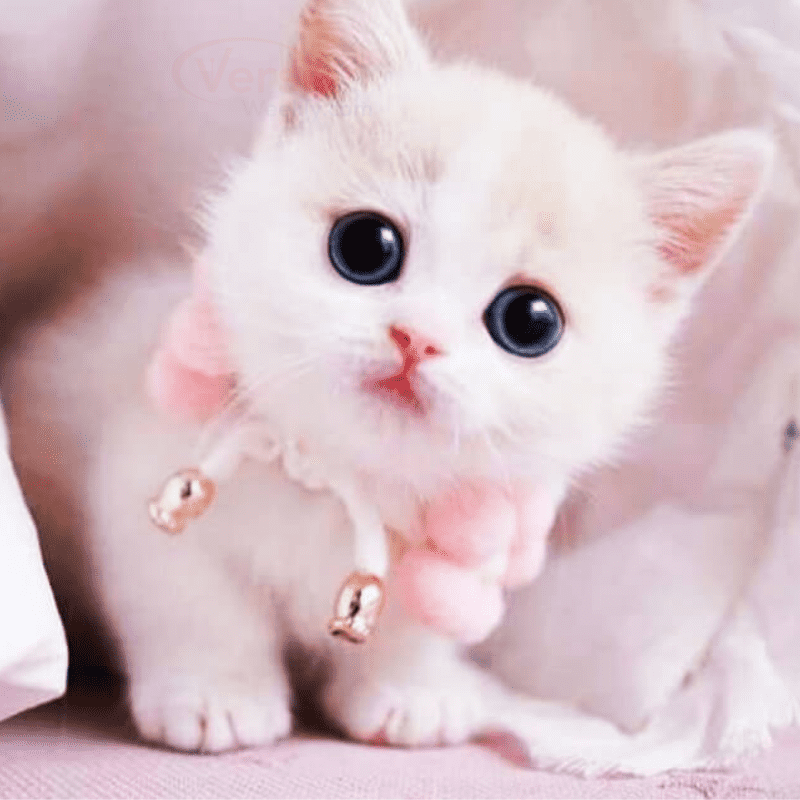 sweet cute cat images for whatsapp dp