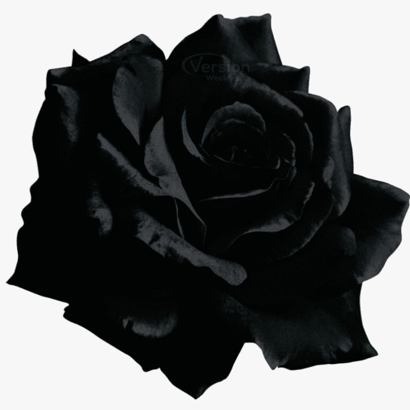 whatsapp dp black rose for dp