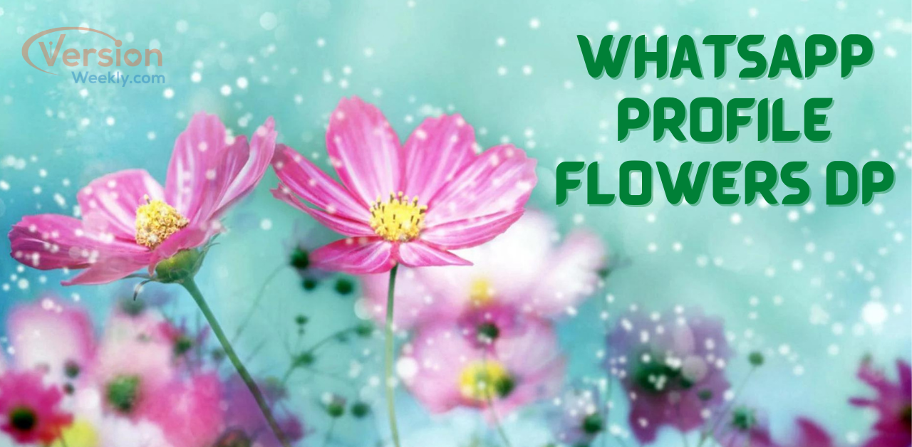 New WhatsApp Profile Flowers DP 2022 | Download Perfect Beautiful ...