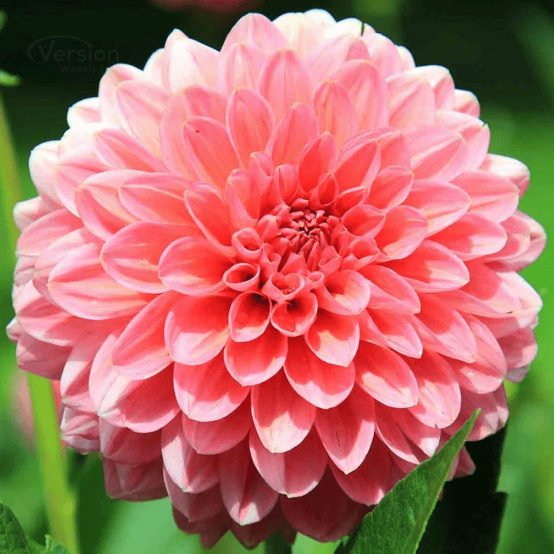 beautiful flowers whatsapp profile flowers dp