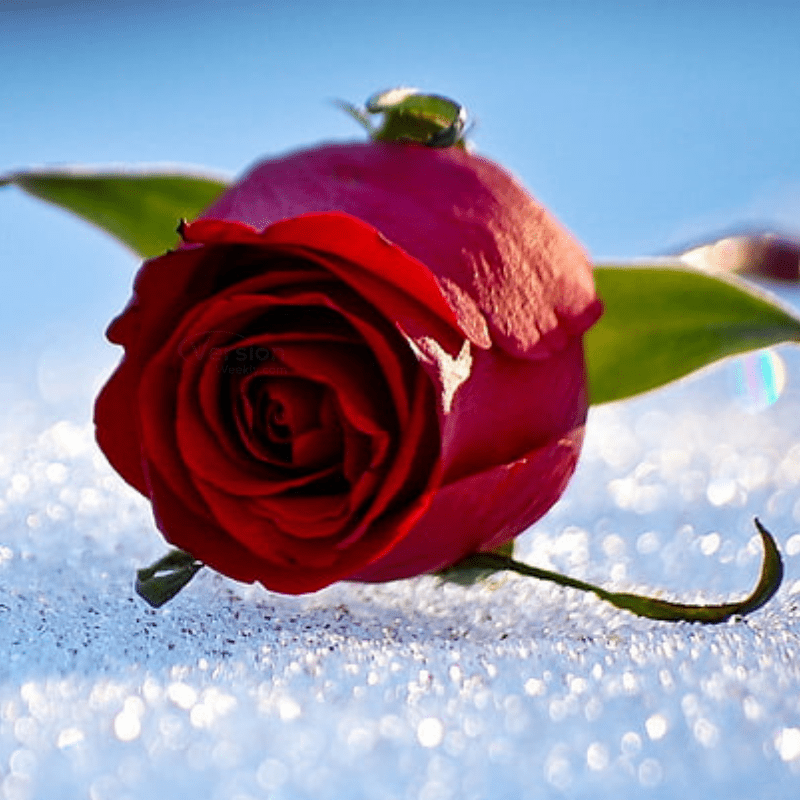 rose beautiful whatsapp profile flowers dp