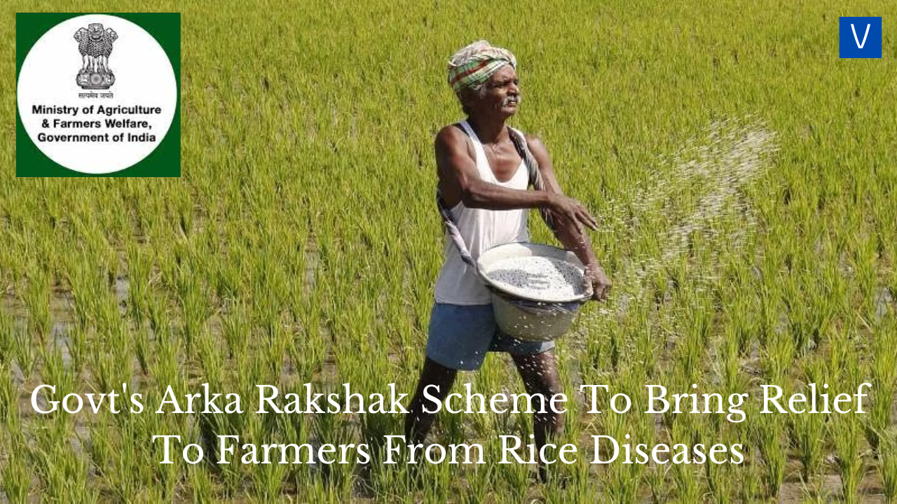 Govt's Arka Rakshak Scheme To Bring Relief To Farmers From Rice Diseases