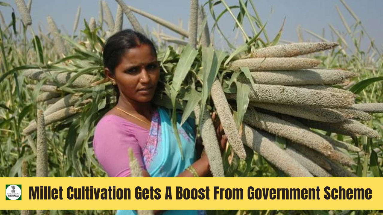 Millet Cultivation Gets A Boost From Government Scheme