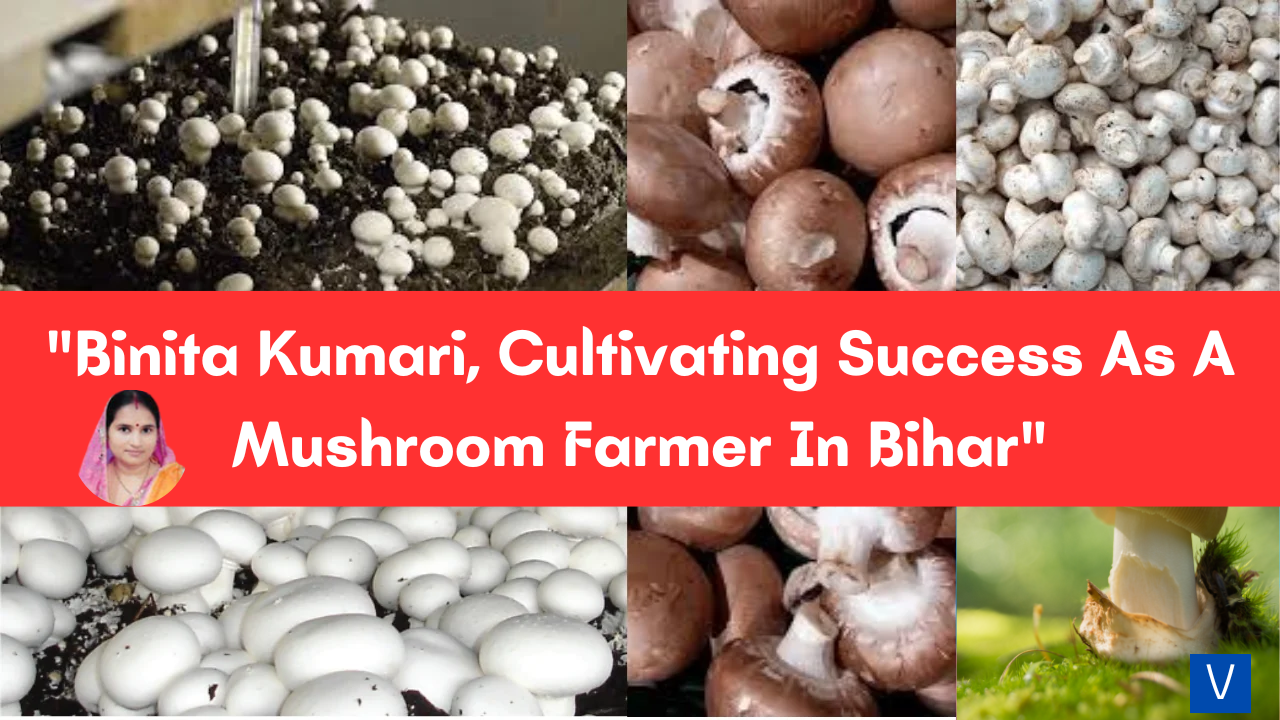 Binita Kumari, Cultivating Success As A Mushroom Farmer In Bihar