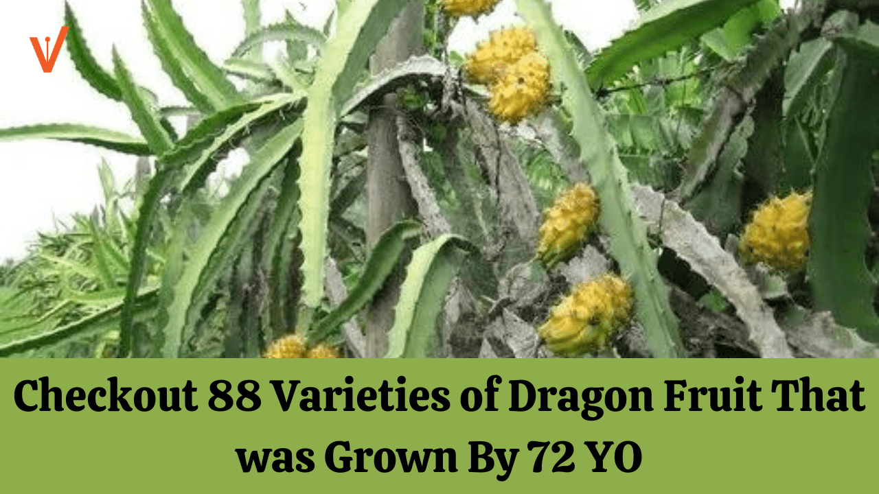 Checkout 88 Varieties of Dragon Fruit That was Grown By 72 YO