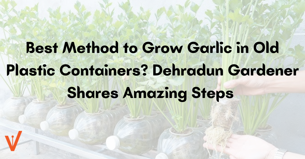 How to grow garlic in a container