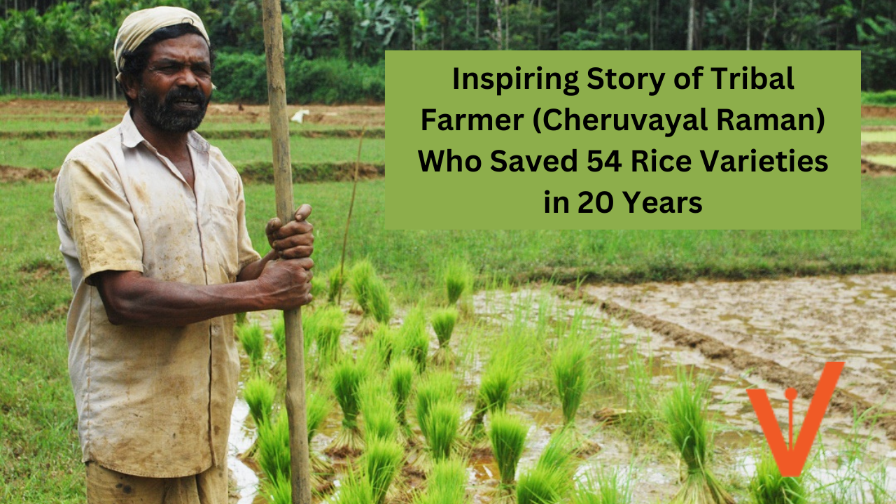 Inspiring Story of Tribal Farmer (Cheruvayal Raman) Who Saved 54 Rice Varieties in 20 Years
