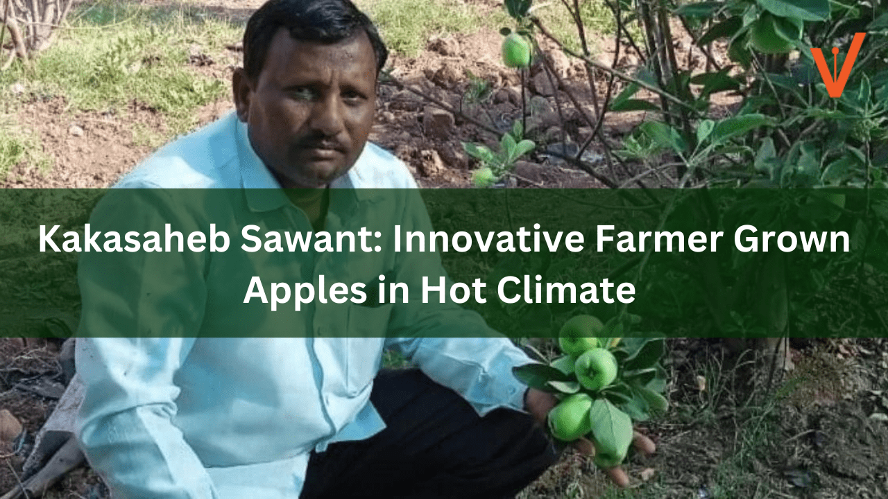 Kakasaheb Sawant Innovative Farmer-Grown Apples in Hot Climate