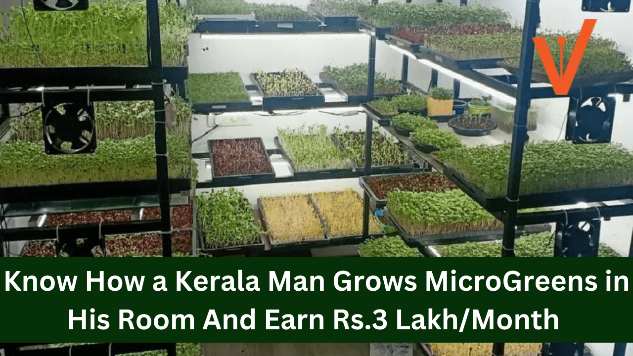 Know How a Kerala Man Grows MicroGreens in His Room And Earn Rs.3 Lakh Month 