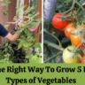 Learn The Right Way To Grow 5 Different Types of Vegetables