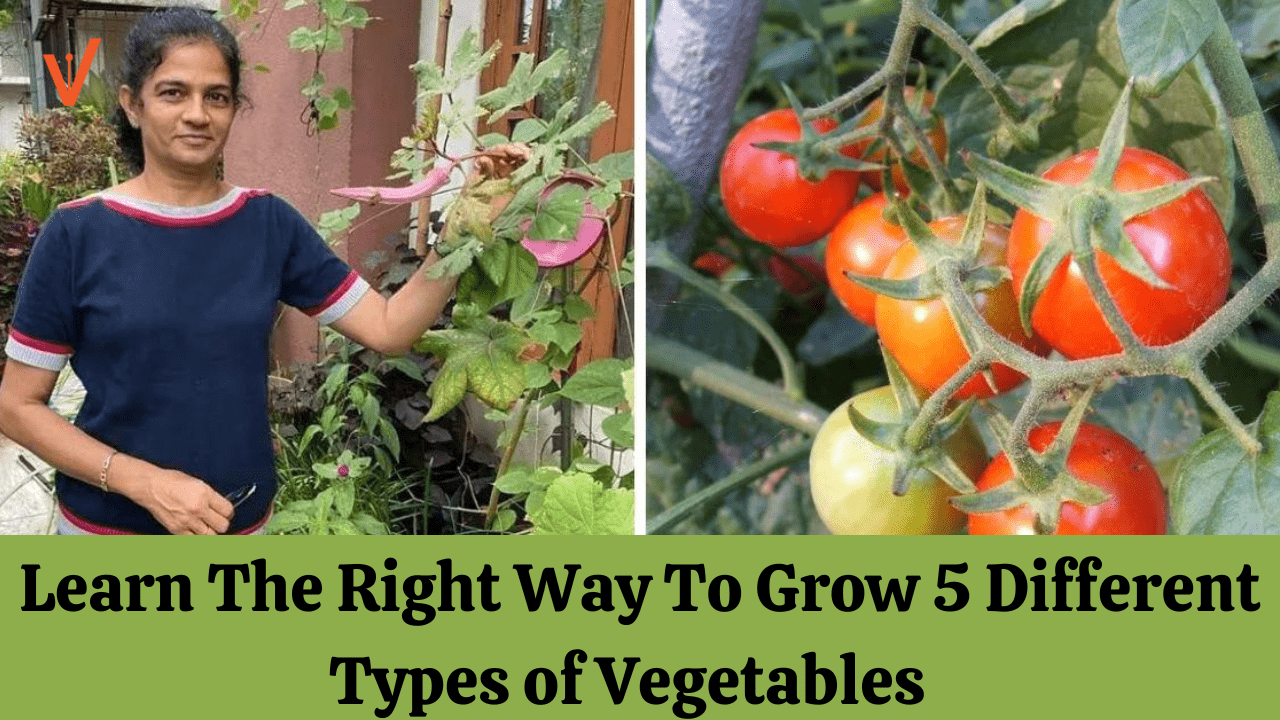Learn The Right Way To Grow 5 Different Types of Vegetables