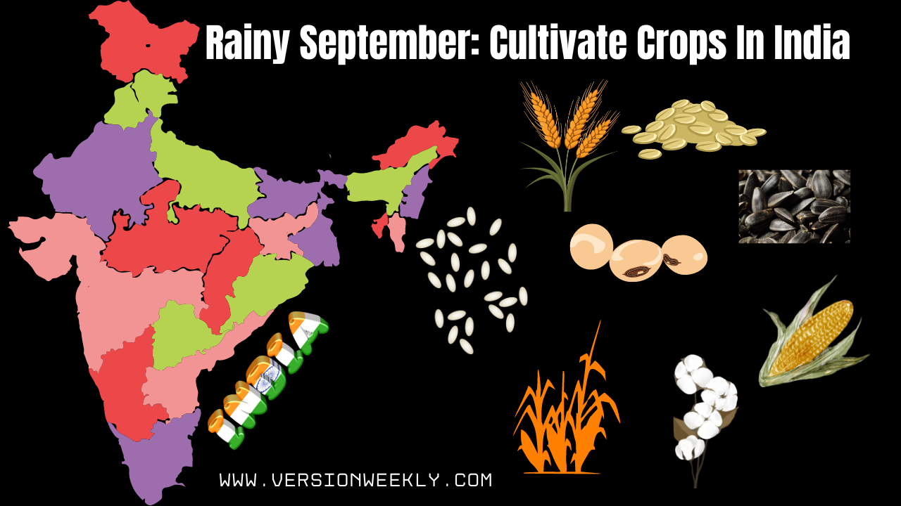 Rainy September Cultivate Crops In India