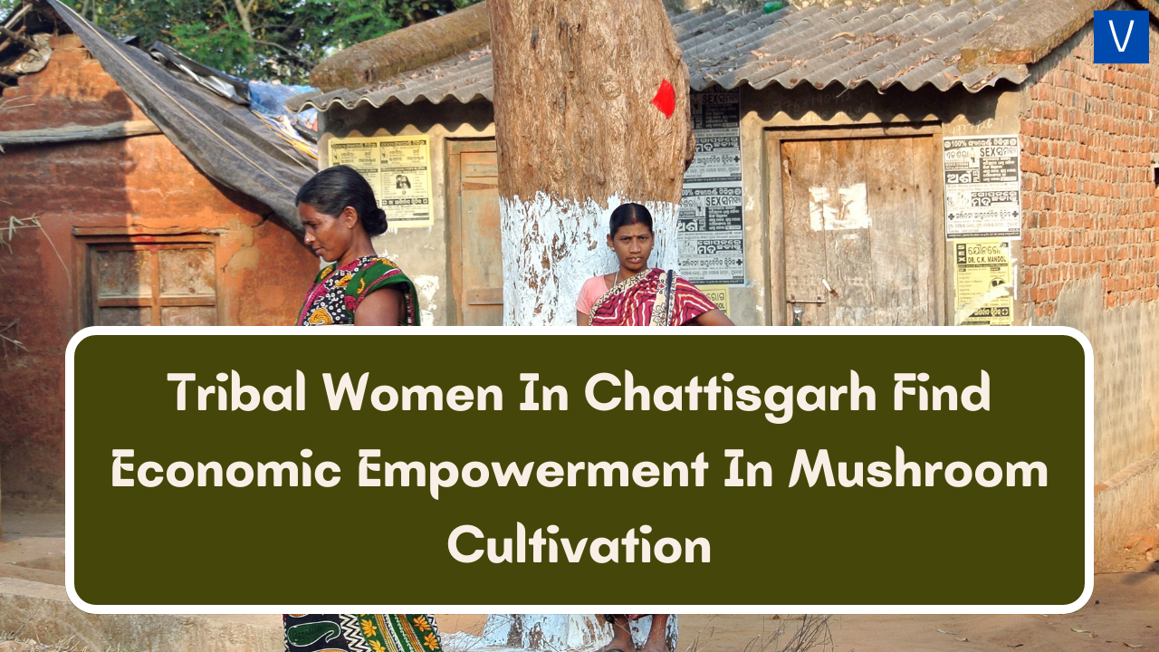 Tribal Women In Chhattisgarh Find Economic Empowerment In Mushroom Cultivation