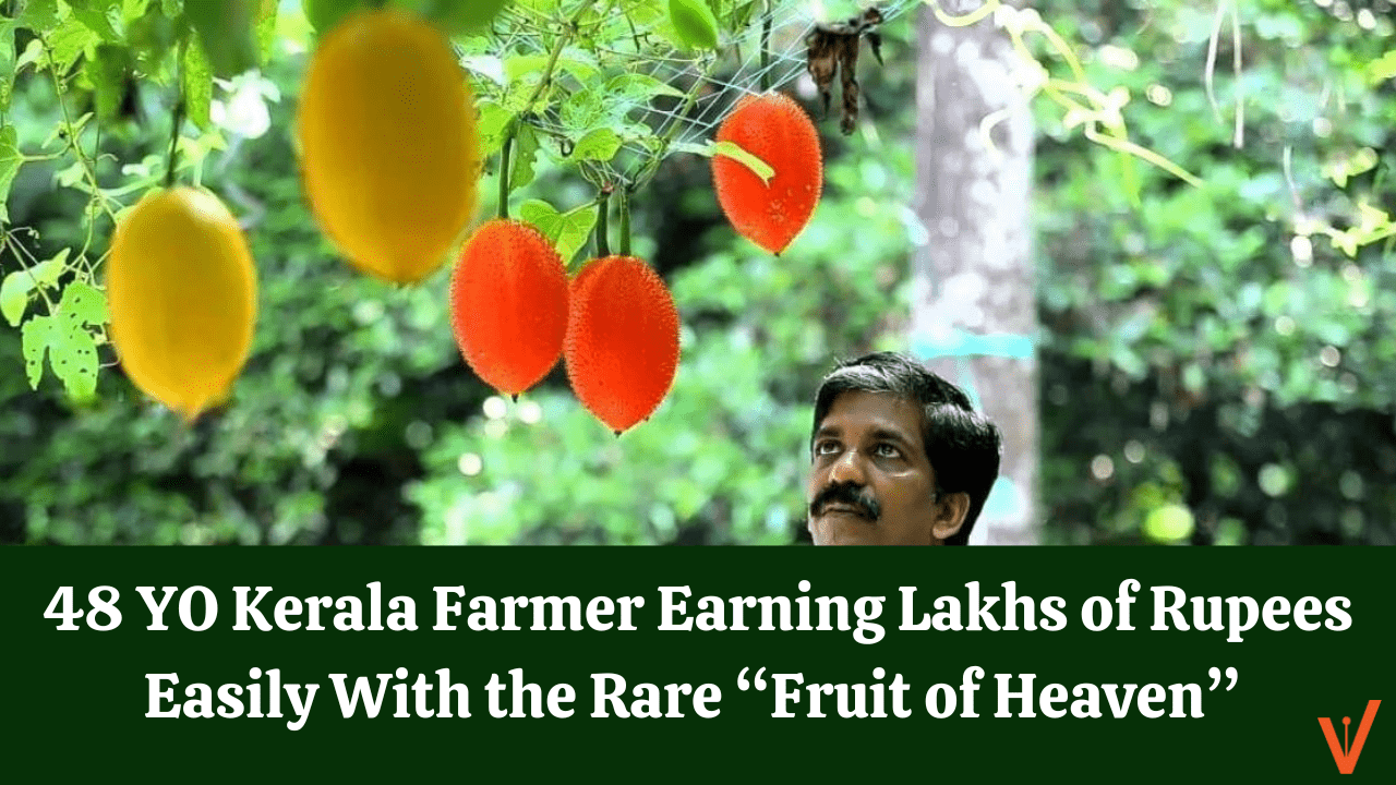 48 YO Kerala Farmer Earning Lakhs of Rupees Easily With the Rare “Fruit of Heaven”