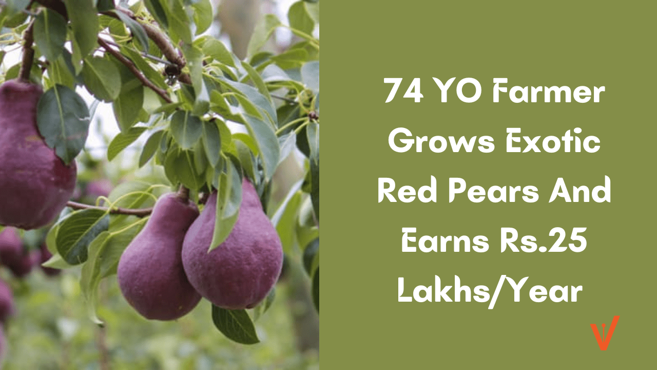 74 YO Farmer Grows Exotic Red Pears And Earns Rs.25 LakhsYear