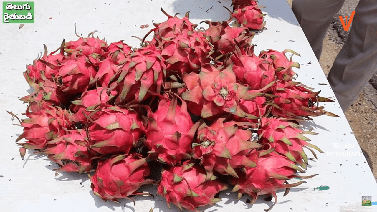 Dragon Fruits Cultivated by Saidulu